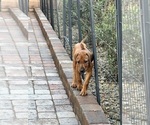 Small #5 Rhodesian Ridgeback