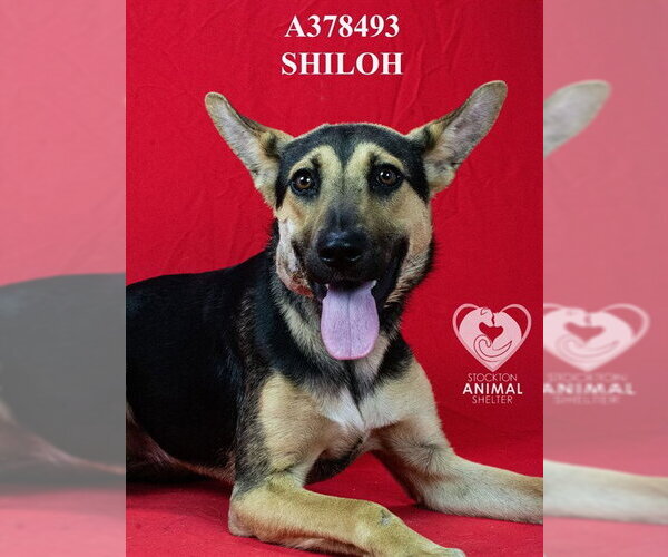 Medium Photo #2 German Shepherd Dog Puppy For Sale in Stockton, CA, USA