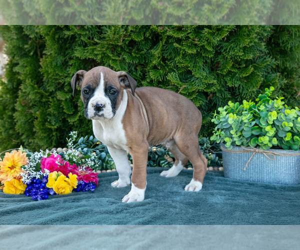 Medium Photo #10 Boxer Puppy For Sale in SHILOH, OH, USA