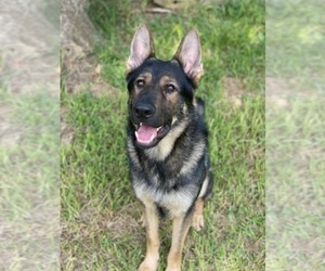 Father of the German Shepherd Dog puppies born on 03/15/2026