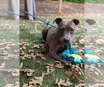 Small #9 American Pit Bull Terrier Mix