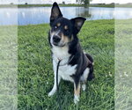 Luca - Male Siberian Husky-Unknown Mix Dog for Adoption - Small photo