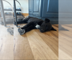 Small #2 Boxer Mix