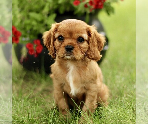Medium Photo #4 Cavalier King Charles Spaniel Puppy For Sale in GORDONVILLE, PA, USA