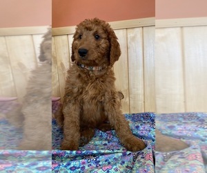 Goldendoodle-Poodle (Standard) Mix Puppy for sale in DALLAS, WI, USA