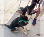 Small #3 German Shepherd Dog Mix