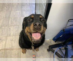 Rottweiler-Unknown Mix Dogs for adoption in Grand Prairie, TX, USA