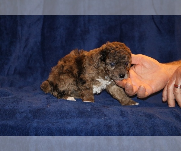 Medium Photo #7 Poodle (Toy) Puppy For Sale in DYERSBURG, TN, USA