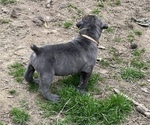 Small Photo #3 Cane Corso Puppy For Sale in ALEXANDER, AR, USA