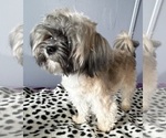 Small #1 Shih Tzu