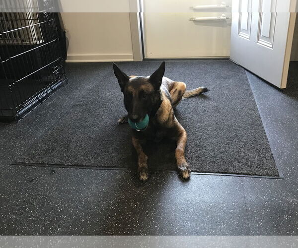 Medium Photo #6 Mutt Puppy For Sale in Stevens Point, WI, USA