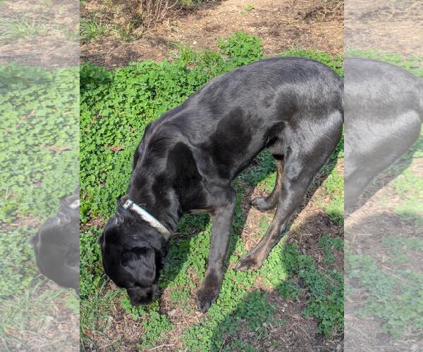 Medium Photo #4 Labrador Retriever-Unknown Mix Puppy For Sale in Rustburg, VA, USA