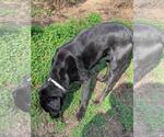 Small #3 Labrador Retriever Mix
