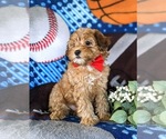 Small Photo #6 Poodle (Miniature)-Shorkie Tzu Mix Puppy For Sale in KIRKWOOD, PA, USA