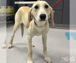 Small #2 Retriever  Mix
