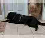Small Photo #4 Labrador Retriever-Unknown Mix Puppy For Sale in BENBROOK, TX, USA