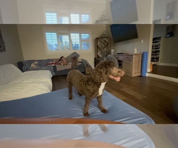 Medium Photo #1 Havapoo Puppy For Sale in HUNTINGTON BEACH, CA, USA