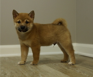 Shiba Inu Puppy for sale in CARPENTERSVILLE, IL, USA
