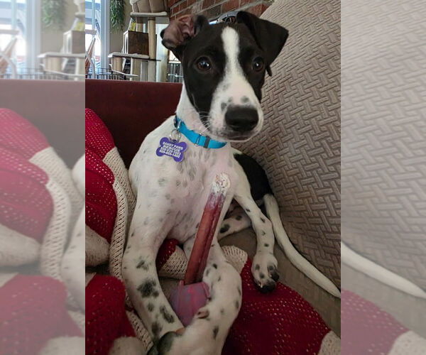 Medium Photo #7 Mutt Puppy For Sale in Oak Bluffs, MA, USA