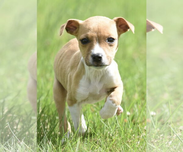 Medium Photo #2 Australian Shepherd-Chihuahua Mix Puppy For Sale in Mechanicsburg, PA, USA