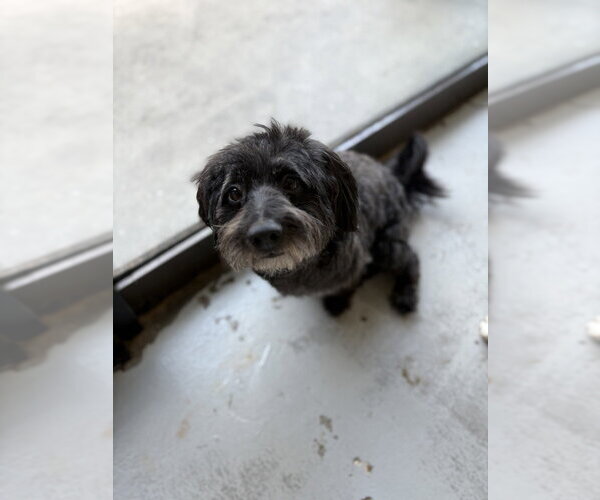 Medium Photo #2 Maltese-Unknown Mix Puppy For Sale in Studio City, CA, USA