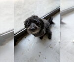 Small #1 Maltese Mix