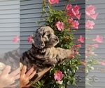 Puppy 1 Goldendoodle-Sheepadoodle Mix