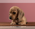Small Photo #17 Dachshund Puppy For Sale in CROWLEY, TX, USA