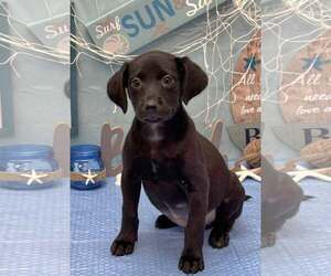 Labrador Retriever-Unknown Mix Dogs for adoption in SHERBURNE, NY, USA