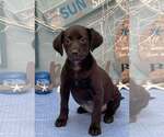 Small Labrador Retriever Mix
