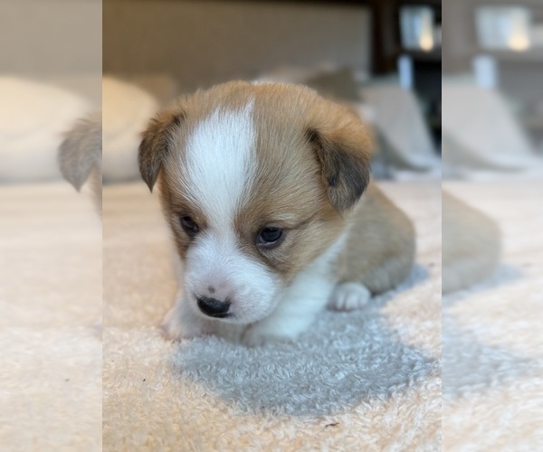 Medium Photo #13 Pembroke Welsh Corgi Puppy For Sale in GRAND RAPIDS, MI, USA