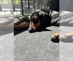 Small #4 Doberman Pinscher