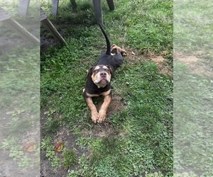 American Bully Puppy for sale in BROCKTON, MA, USA