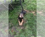 Image preview for Ad Listing. Nickname: Mocha