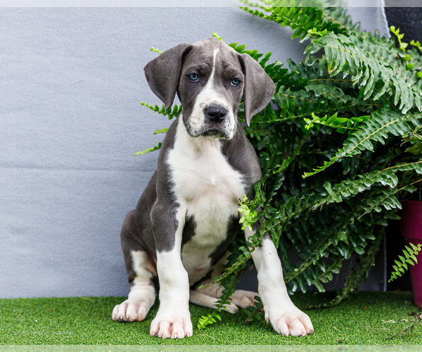 Medium Photo #149 Great Dane Puppy For Sale in WAKARUSA, IN, USA