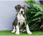 Small Photo #149 Great Dane Puppy For Sale in WAKARUSA, IN, USA