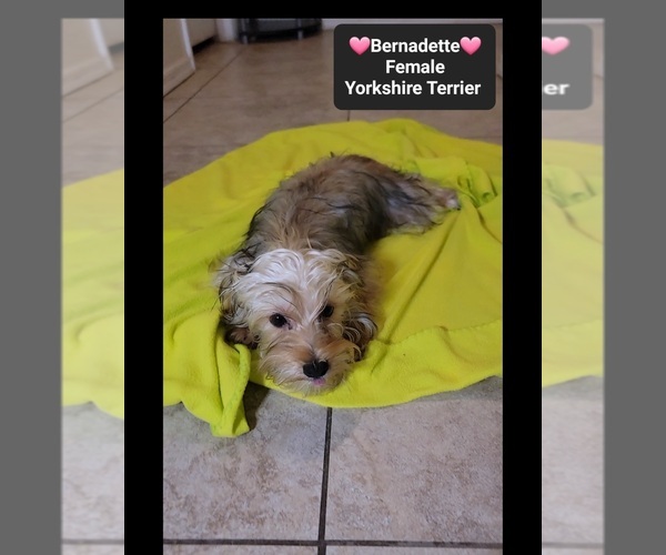 Medium Photo #3 Yorkshire Terrier Puppy For Sale in TUCSON, AZ, USA