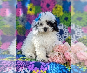 Poodle (Miniature) Puppy for sale in CHRISTIANA, PA, USA