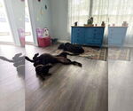 Small #1 Great Dane