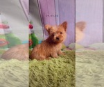 Small Photo #1 Yorkshire Terrier Puppy For Sale in KINSTON, NC, USA