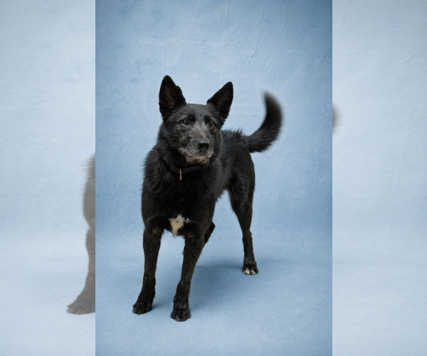 Medium Photo #1 Border Collie Puppy For Sale in Dallas, TX, USA