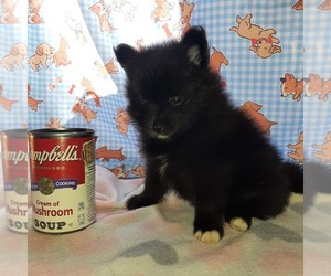 Pomeranian Puppy for sale in CARTHAGE, TX, USA