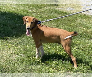 Retriever -Unknown Mix Dogs for adoption in Rustburg, VA, USA