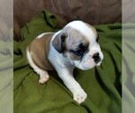 Small Photo #1 English Bulldog Puppy For Sale in HOLDEN, MO, USA