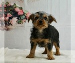 Small Photo #2 Morkie Puppy For Sale in WARSAW, IN, USA