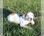 Puppy Lyla American Bulldog