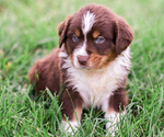 Small Photo #6 Australian Shepherd Puppy For Sale in ARODA, VA, USA