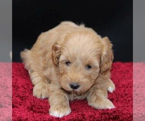 Goldendoodle-Poodle (Miniature) Mix Puppy for sale in STANLEY, WI, USA