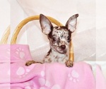 Puppy Hyacinth Chihuahua