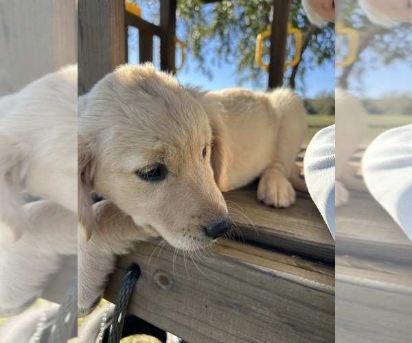 Medium Photo #7 Golden Retriever Puppy For Sale in AUSTIN, KY, USA